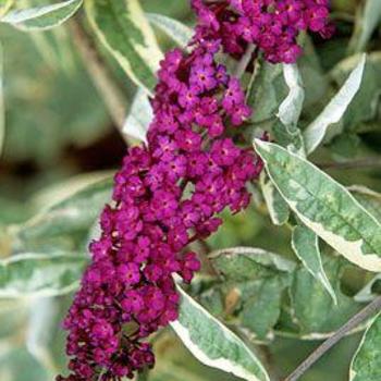 Buddleia davidii 'Harlequin' 