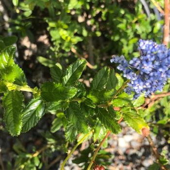 Ceanothus 'Joyce Coulter' 