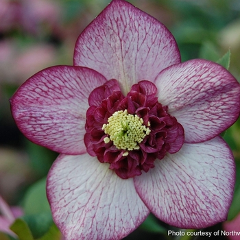 Helleborus 'Cherry Blossom' 