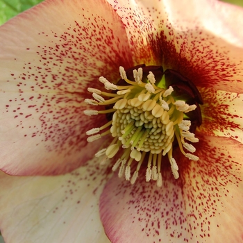 Helleborus 'Apricot Blush' 