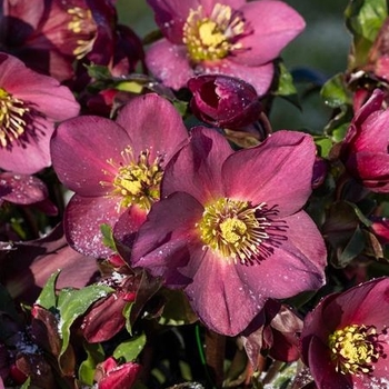 Helleborus x glandorfensis 'COSEH 4200' PP28297