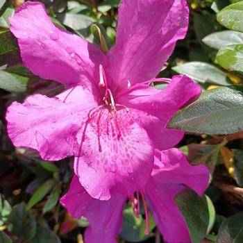 Rhododendron 'Formosa Lavender' 