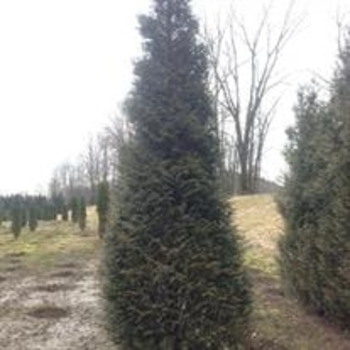 Thuja plicata 'Northern Spire' 