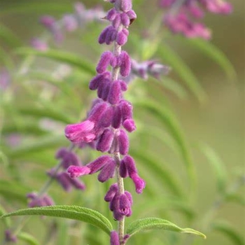 Salvia leucantha 'Ferpink' PP21734
