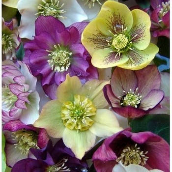 Helleborus orientalis 'Brandywine™' 