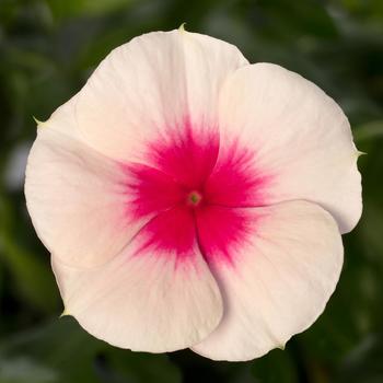 Catharanthus roseus