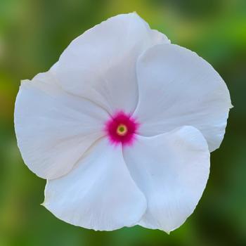 Catharanthus roseus Cora® Cascade XDR Polka Dot