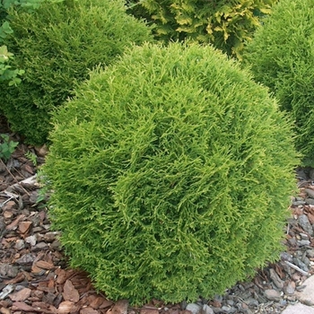 Thuja occidentalis 'Little Giant' 