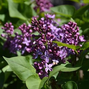 Syringa vulgaris 'Prairie Petite' 