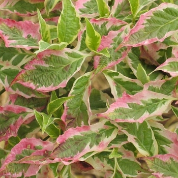 Cornus florida 'Cherokee Daybreak' PP6380