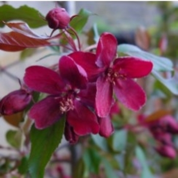 Malus 'Royalty' 