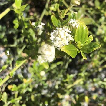 Ceanothus thyrsiflorus 'Snow Flurry' 