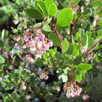 Arctostaphylos stanfordiana 'Louis Edmunds' 