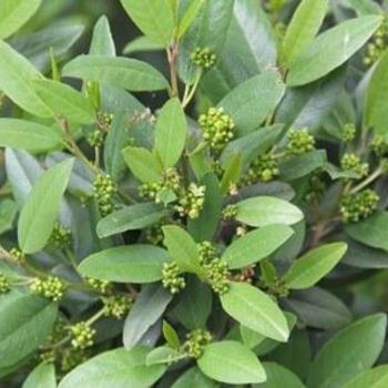 Rhamnus californica 'Mound San Bruno' 