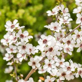 Leptospermum scoparium 'Snow White' 