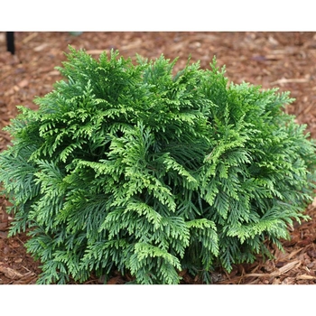 Thuja plicata 'Grune Kogel' 