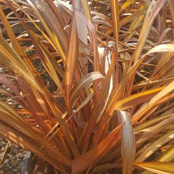 Phormium 'Evening Glow' 