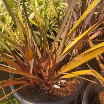 Phormium cookianum 'Cream Delight' 