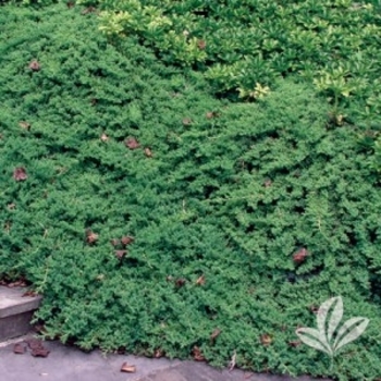 Juniperus procumbens