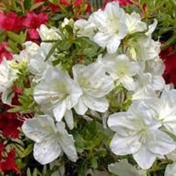Rhododendron 'Irish Cream' 
