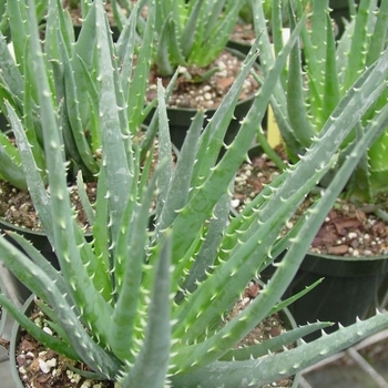 Aloe humilis