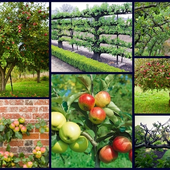 Malus 'Combo' 