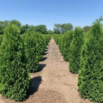 Thuja occidentalis 'Pyramidalis' 