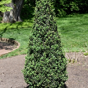 Buxus sempervirens 'Pyramidalis' 