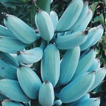 Musa acuminata 'Ice Cream' 