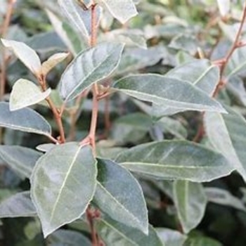 Elaeagnus x ebbingei
