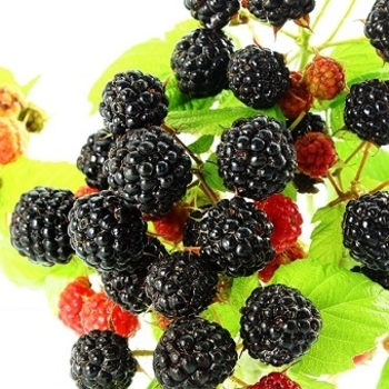 Rubus 'Bristol' 