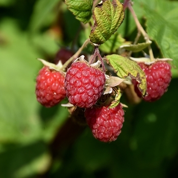 Rubus idaeus 'Encore' PP11746
