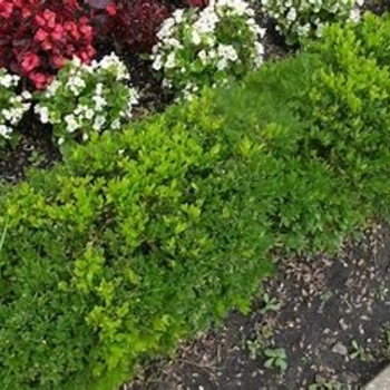 Buxus microphylla var. koreana 'Emerald Jewel' 