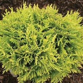 Thuja occidentalis 'Lime Delight' 