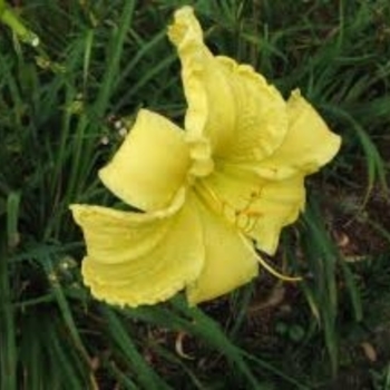 Hemerocallis 'Mr. Clifford' 