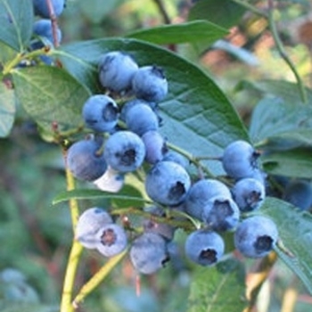 Vaccinium corymbosum 'Patriot' 