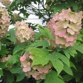 Hydrangea quercifolia 'Ellen Huff' 
