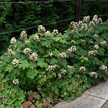 Hydrangea quercifolia 'Sike's Dwarf' 