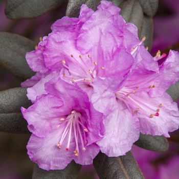 Rhododendron 'P.J.M.' 