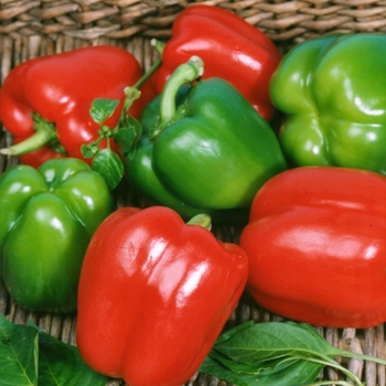 Capsicum annuum 'Keystone Giant' 