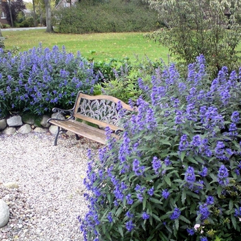 Caryopteris x clandonensis 'Blue Balloon®' Korball
