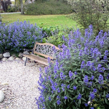 Caryopteris x clandonensis 'Blue Balloon®' Korball