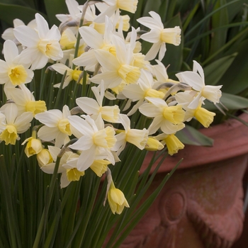 Narcissus 'February Gold' 