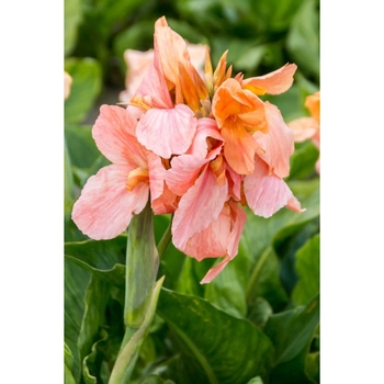 Canna 'Apricot Frost' 