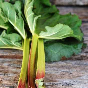 Rheum rhabarbarum 'Victoria' 