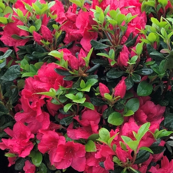 Rhododendron Girard hybrid 'Girard's Crimson' 