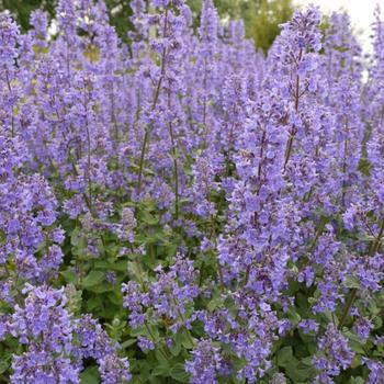 Nepeta grandiflora 'Summer Magic' PP27090