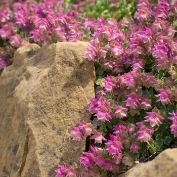 Origanum 'Bellissimo'