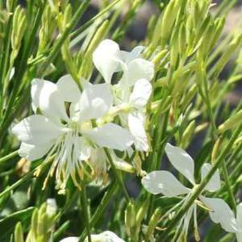 Gaura lindheimeri 'So White' 