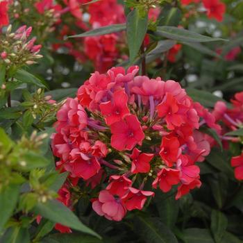 Phlox paniculata 'Lord Clayton' 